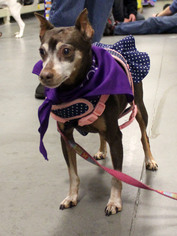 Miniature Pinscher Dogs for adoption in Marathon, RI, USA