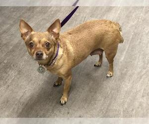 Chihuahua Dogs for adoption in Pasadena, CA, USA