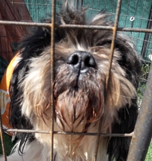 Shih Tzu Dogs for adoption in San Pablo, CA, USA