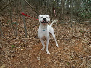 Bull-Boxer Dogs for adoption in Randleman, NC, USA