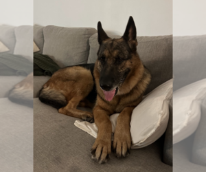 German Shepherd Dog Dogs for adoption in Brooklyn, NY, USA