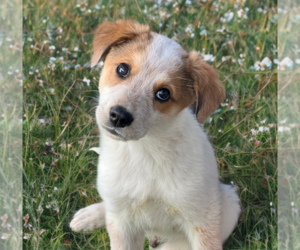 Australian Shepherd-Unknown Mix Dogs for adoption in Phoenix, AZ, USA