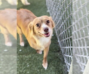 Chihuahua-Unknown Mix Dogs for adoption in Chula Vista, CA, USA