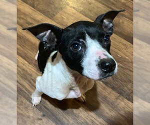 Rat Terrier-Unknown Mix Dogs for adoption in Dripping Springs, TX, USA
