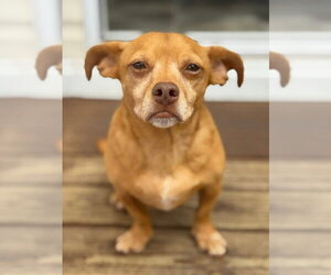 Chiweenie Dogs for adoption in oakland, FL, USA