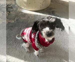 Poodle (Miniature) Dogs for adoption in Brooklyn, NY, USA