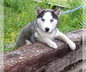 Siberian Husky Dogs for adoption in Birch Tree, MO, USA