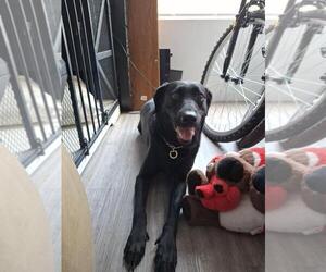 Labrador Retriever Dogs for adoption in Chandler, AZ, USA