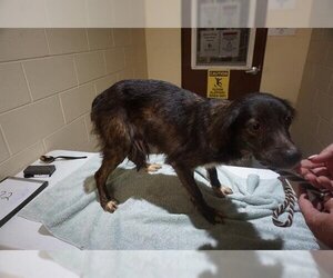 Australian Shepherd-Unknown Mix Dogs for adoption in Ocala, FL, USA