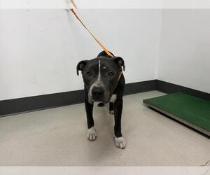 American Pit Bull Terrier-Unknown Mix Dogs for adoption in Corona, CA, USA