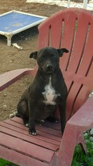 Mutt Dogs for adoption in Pembroke, GA, USA
