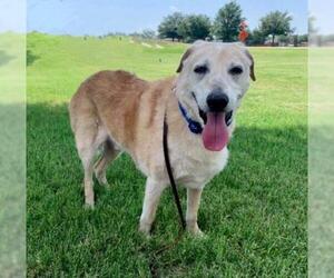 Labrador Retriever Dogs for adoption in FORT WORTH, TX, USA