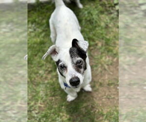 Jack Russell Terrier-Unknown Mix Dogs for adoption in Arlington, WA, USA