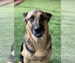 German Shepherd Dog Dogs for adoption in San Diego, CA, USA