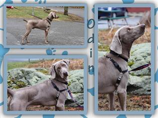 Weimaraner Dogs for adoption in Dedham, MA, USA
