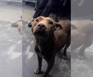American Staffordshire Terrier-Unknown Mix Dogs for adoption in Tallahassee, FL, USA