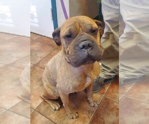 Chinese Shar-Pei Dogs for adoption in Amarillo, TX, USA