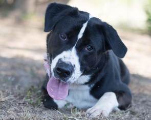 Sheprador Dogs for adoption in Arlington, VA, USA