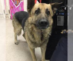 German Shepherd Dog Dogs for adoption in Riverside, CA, USA