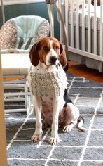 Treeing Walker Coonhound Dogs for adoption in boulder, CO, USA