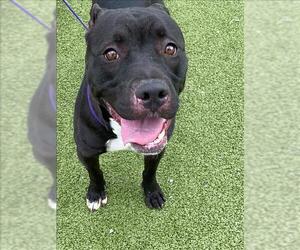 American Pit Bull Terrier Dogs for adoption in Fayetteville, NC, USA