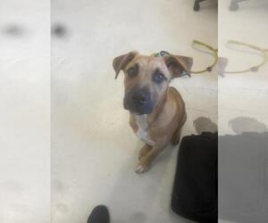 American Pit Bull Terrier-German Shepherd Dog Mix Dogs for adoption in Santa Cruz, CA, USA