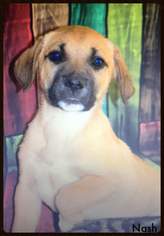 Boxador Dogs for adoption in Minneapolis, MN, USA