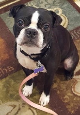 Boston Terrier Dogs for adoption in Fargo, ND, USA