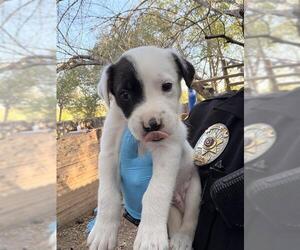 Labrador Retriever-Unknown Mix Dogs for adoption in San Antonio, TX, USA