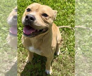 Mutt Dogs for adoption in Grovetown, GA, USA