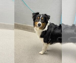 Bernese Mountain Dog-Unknown Mix Dogs for adoption in Las Vegas, NV, USA