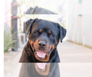 Rottweiler Dogs for adoption in Gilbert, AZ, USA