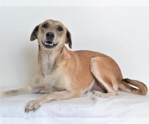Anatolian Shepherd-Labrador Retriever Mix Dogs for adoption in Oroville, CA, USA