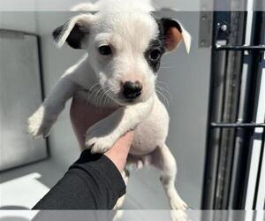 Chihuahua-Unknown Mix Dogs for adoption in Houston, TX, USA