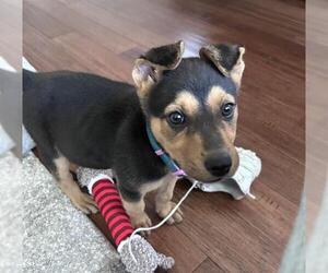 German Shepherd Dog-Unknown Mix Dogs for adoption in Martinez, CA, USA