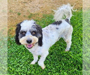 Poodle (Miniature) Dogs for adoption in Camarillo, CA, USA