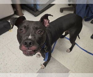 American Pit Bull Terrier-Unknown Mix Dogs for adoption in Millersville, MD, USA