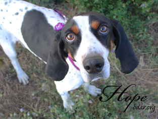 Treeing Walker Coonhound Dogs for adoption in Cheyenne, WY, USA