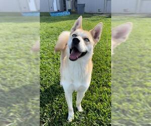 - Mix Dogs for adoption in Rosenberg, TX, USA