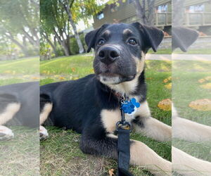 Labrador Retriever-Unknown Mix Dogs for adoption in Minneapolis, MN, USA