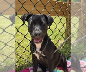 Labrador Retriever-Unknown Mix Dogs for adoption in Tarrytown, GA, USA
