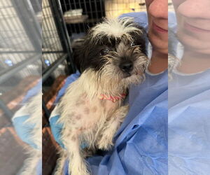 Shih Tzu-Unknown Mix Dogs for adoption in Grafton, WI, USA