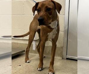 American Foxhound-Unknown Mix Dogs for adoption in Grand Prairie, TX, USA