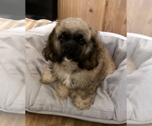 Cocker Spaniel Dogs for adoption in Flushing, NY, USA