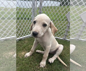 Retriever -Unknown Mix Dogs for adoption in Greenville, SC, USA