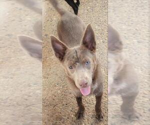 Australian Shepherd Dogs for adoption in Carrollton, TX, USA