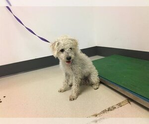 Poodle (Toy) Dogs for adoption in Corona, CA, USA