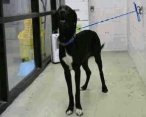 Borador Dogs for adoption in Hudson, CO, USA