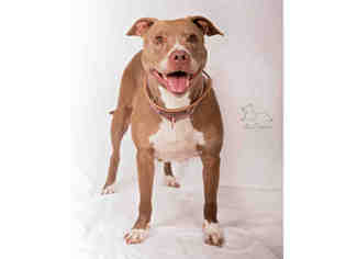American Staffordshire Terrier Dogs for adoption in Salt Lake City, UT, USA