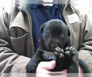 German Shepherd Dog-Unknown Mix Dogs for adoption in Tulsa, OK, USA